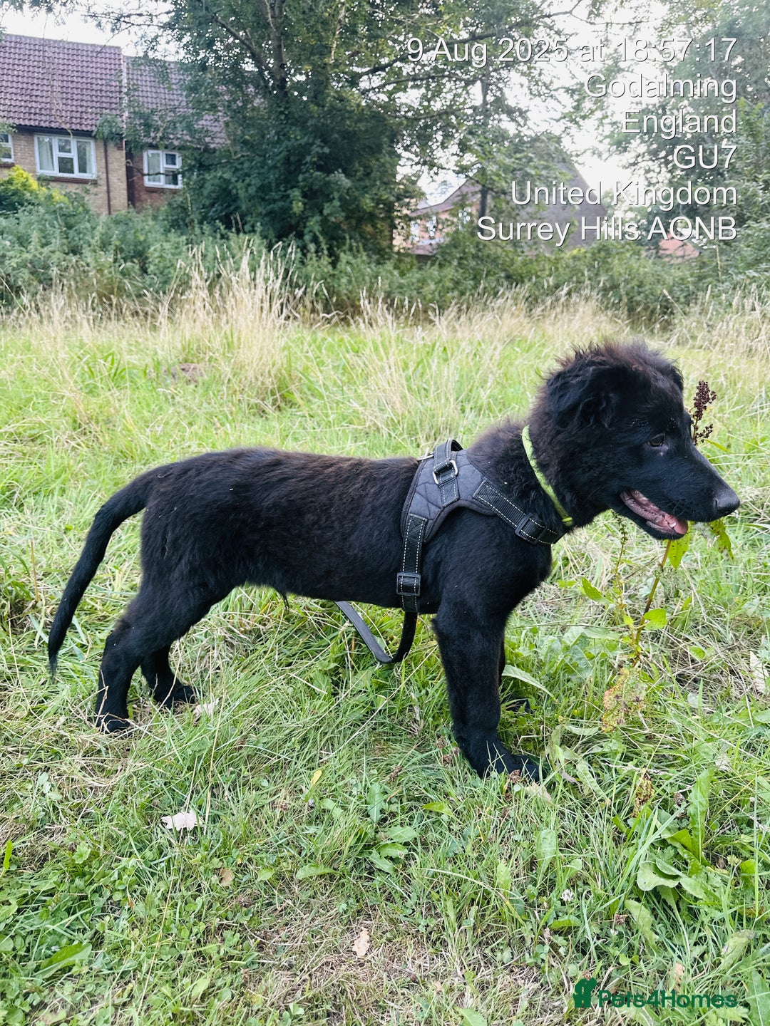 Mixed Breed dogs for sale: Dutch/German shepherd  - Image 4