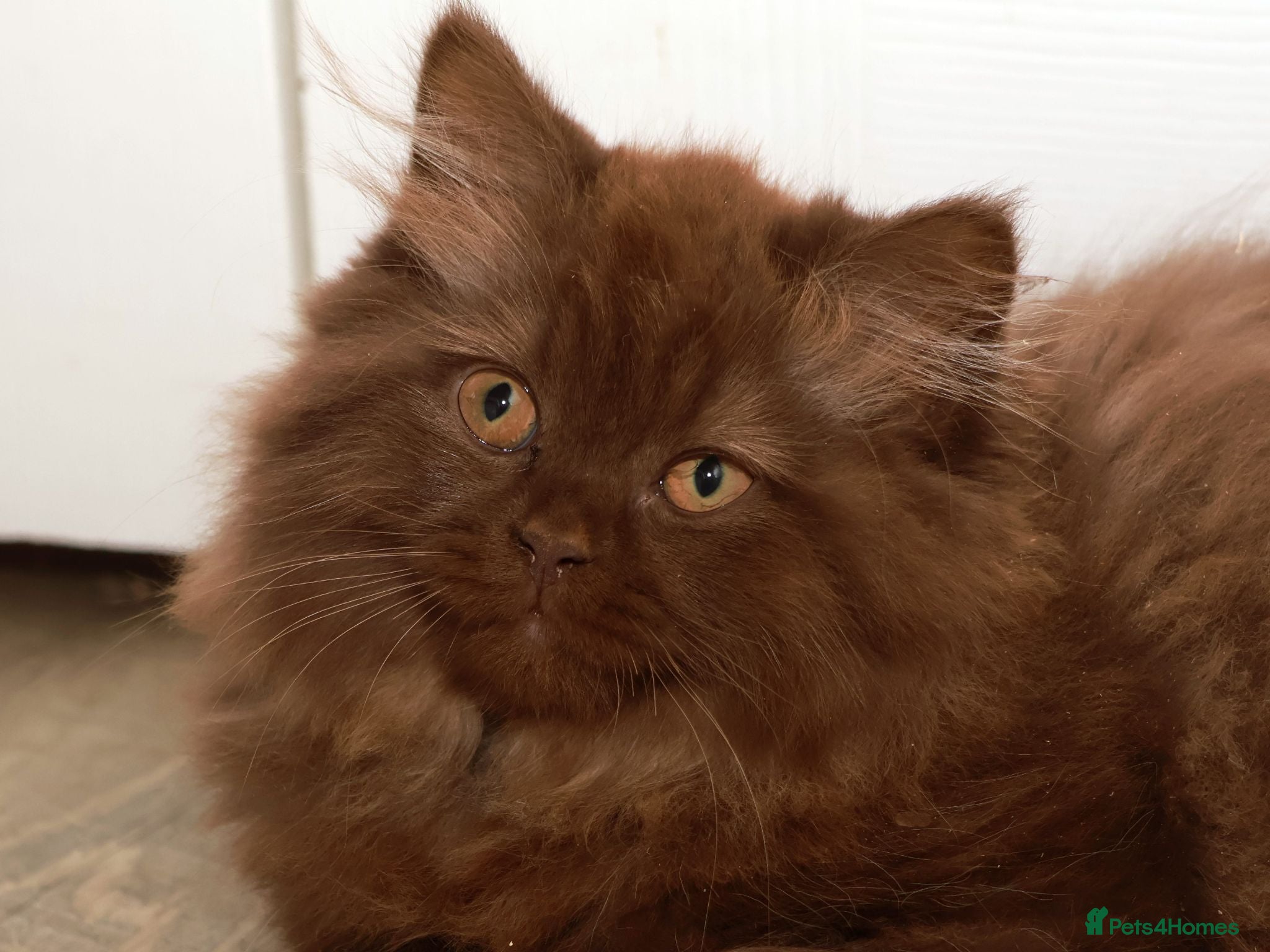British Longhair cats Stunning Males TICA Reg - Advert 1