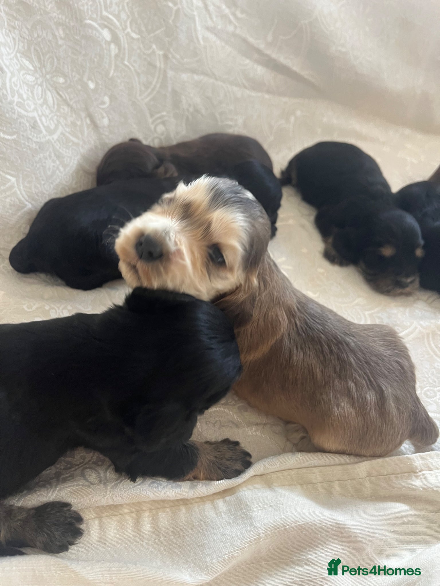 Cocker Spaniel dogs Exquisite Show Type cocker spaniel  - Advert 2