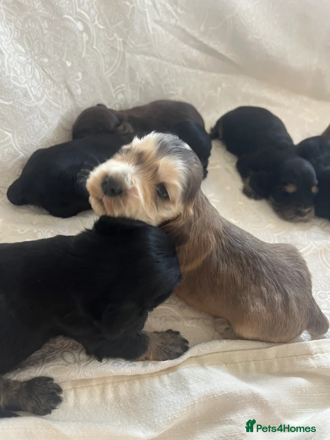 Cocker Spaniel dogs for sale: Exquisite Show Type cocker spaniel  - Advert 2