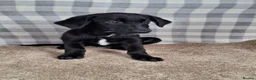 Mixed Breed dogs for sale: Flatcoated retriever x border collie puppies - Advert 11