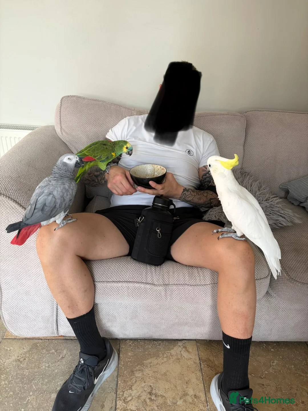 Parrots birds for sale: Blue fronted Amazon. 4 years, semi tame!!! - Advert 2