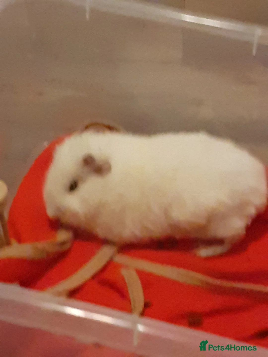 Guinea Pig rodents for sale: Two guinea pigs + full set up - Advert 2