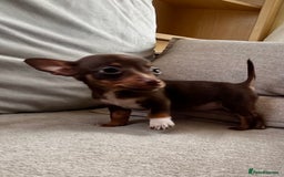 Mixed Breed dogs for sale: Adorable Dachshund x Pomchi Puppies - Image 14