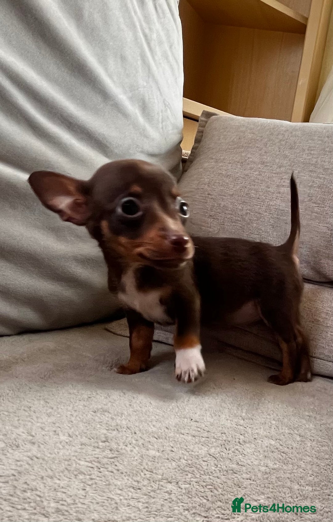 Mixed Breed dogs for sale: Adorable Dachshund x Pomchi Puppies - Image 14