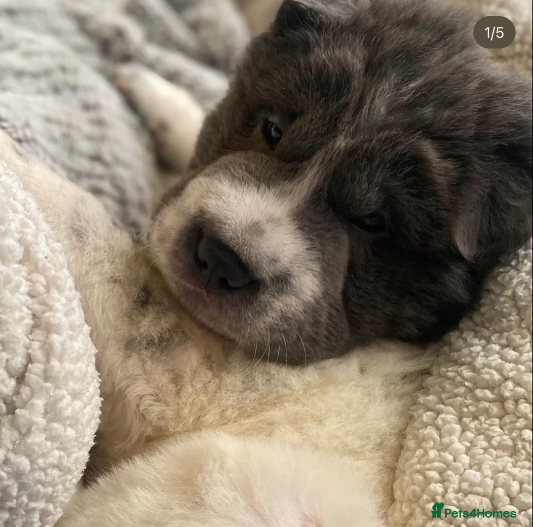 Shar Pei dogs for stud: BEST 🏆 Blue bear & chocolate & tan bear 🐻 in Hornchurch - Advert 17