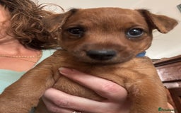 Mixed Breed dogs for sale: X3 Terrier Boys ready now - Image 6