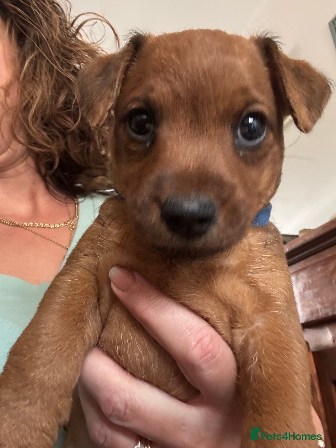 Mixed Breed dogs for sale: X3 Terrier Boys ready now - Image 6
