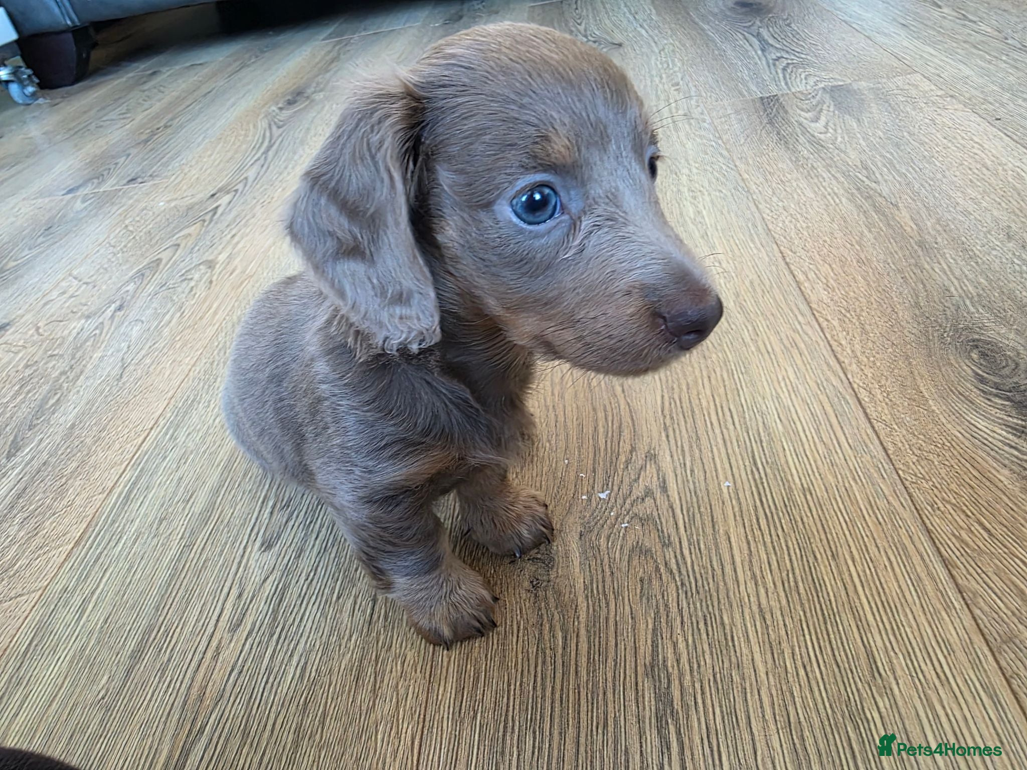 Miniature Dachshund dogs Beautiful KC long haired miniature dachshunds - Advert 18