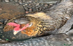 Chickens poultry for sale: 11 chickens for sale  - Image 13