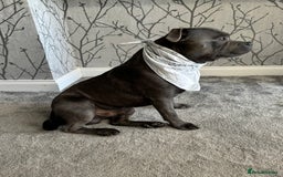 Staffordshire Bull Terrier dogs for stud: KC Registered Blue Staffy Stud–DNA Clear–Proven - Image 3