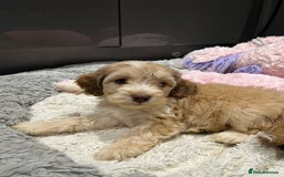 Cockapoo dogs for sale: 💗Beautiful F1 Cockapoo puppies  - Image 14