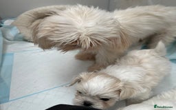 Shih Tzu dogs for sale: Imperial shihtzu puppies  - Image 6