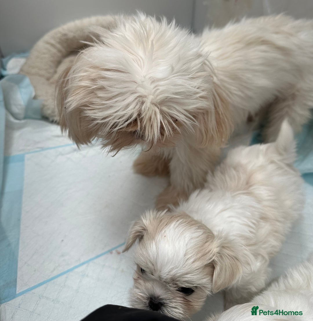 Shih Tzu dogs for sale: Imperial shihtzu puppies  - Image 6