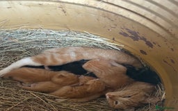 Mixed Breed cats for sale:  Beautiful little kittens needing new homes  - Image 2