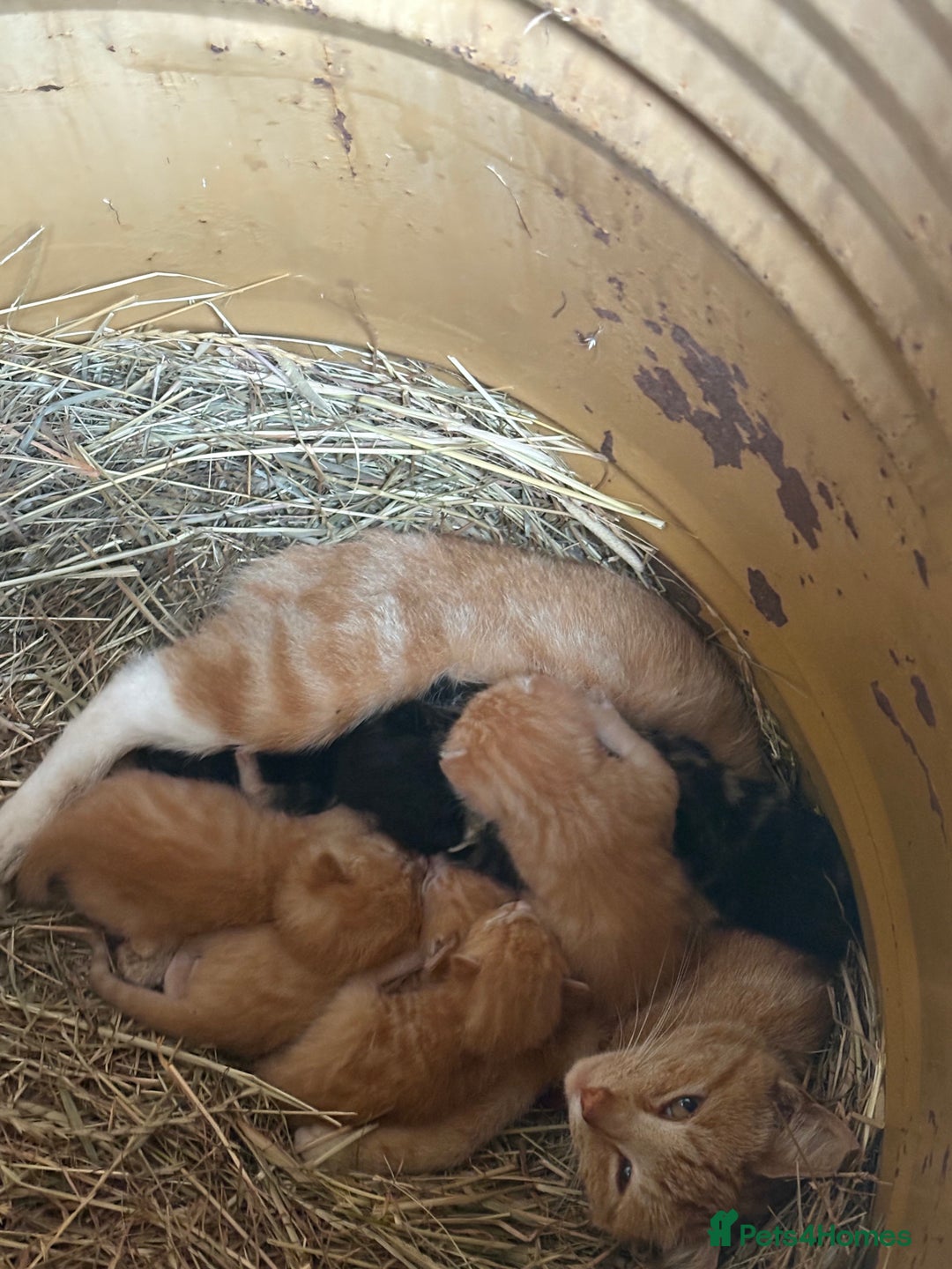 Mixed Breed cats for sale:  Beautiful little kittens needing new homes  - Image 2