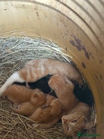 Mixed Breed cats - Advert 7