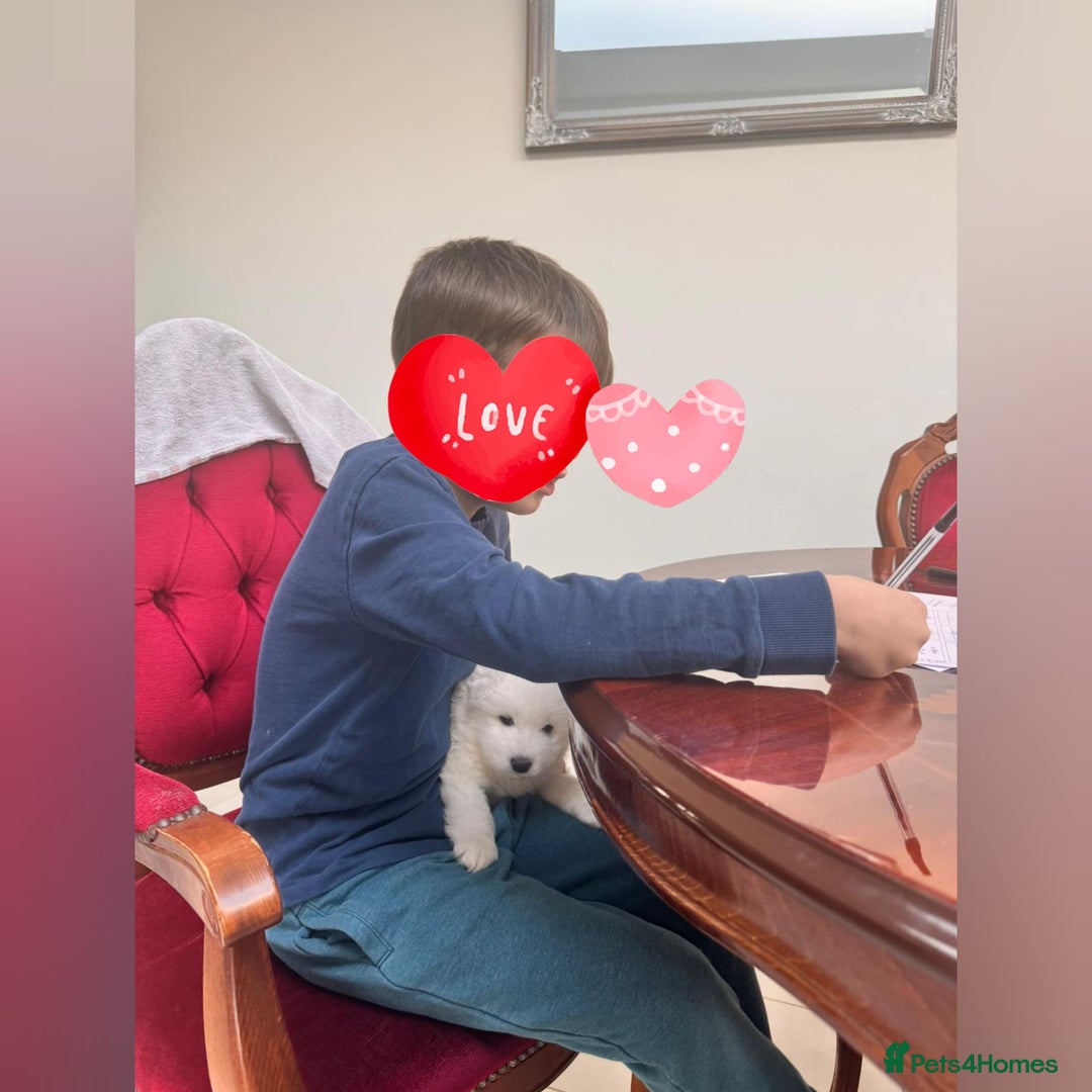 Samoyed dogs for sale: Lovely 4 GIRLS Samoyed puppy - Advert 20