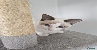 Snowshoe cats Very rare Pedigree Snowshoe kittens ready to go   - Advert 12