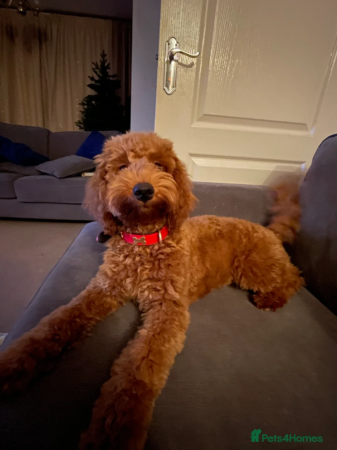 Cockapoo dogs for sale: Ruby 5 month old Red Cockapoo - Advert 2