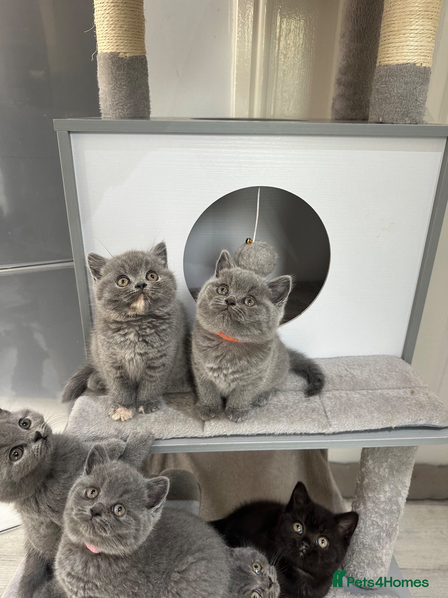 British Shorthair cats GCCF registered kittens - Advert 4