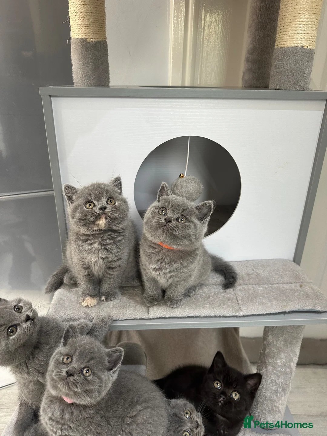 British Shorthair cats for sale: GCCF registered kittens - Advert 1