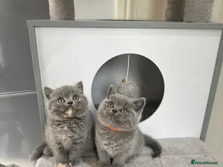 British Shorthair cats GCCF registered kittens - Advert 4