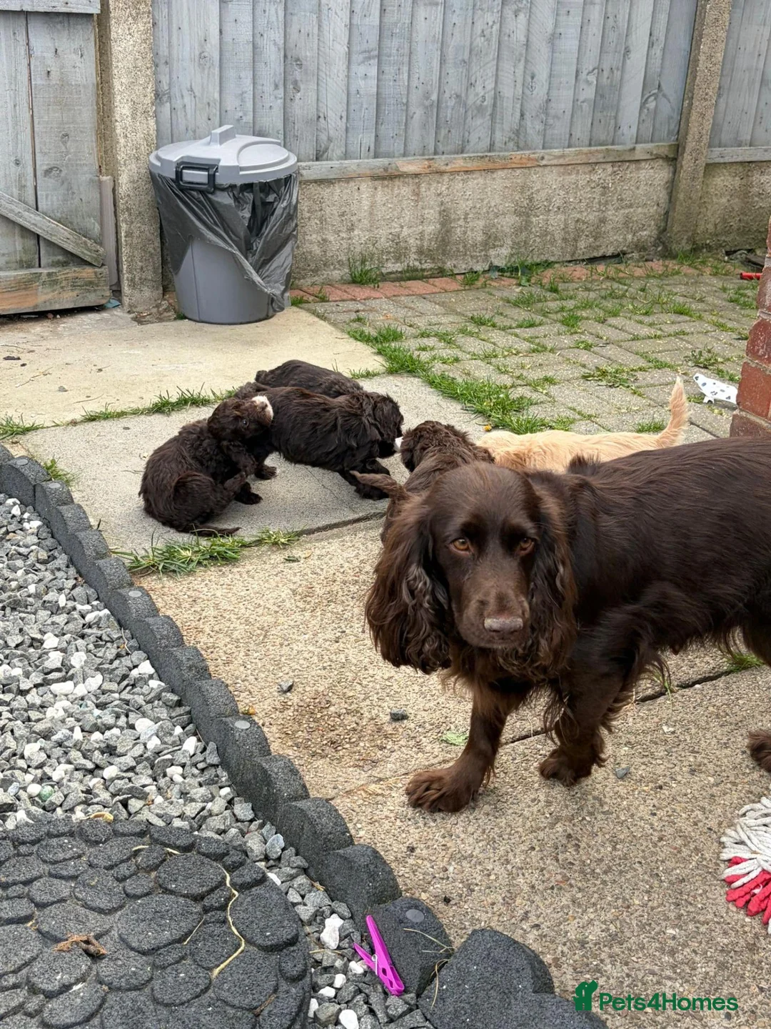 Cockapoo dogs for sale: Premium Cockapoo Puppies in Wakefield - Advert 12