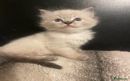 Ragdoll cats for sale: Lnyx male Ragdoll’s ready soon  - Advert 11