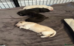 Labrador Retriever dogs for sale: Labrador puppies for sale Kent - Image 5
