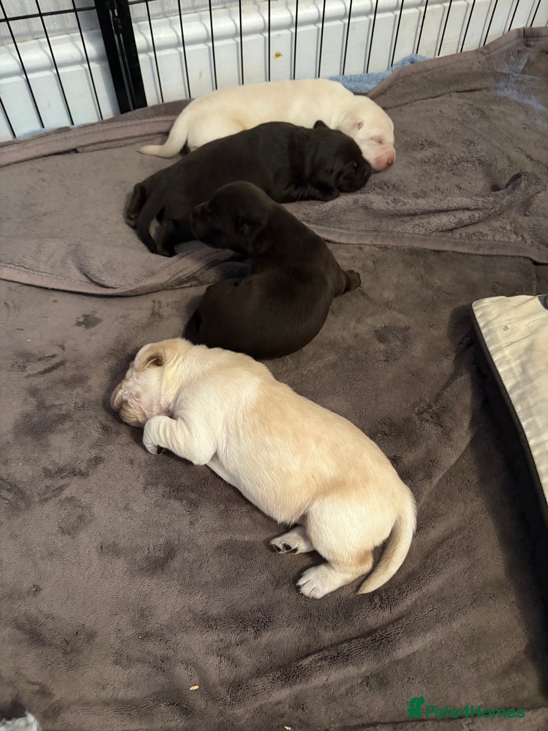 Labrador Retriever dogs for sale: Labrador puppies for sale Kent - Image 5