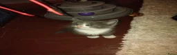 Mixed Breed cats for sale: Kittens for sale  - Advert 6