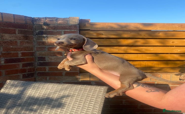 Dachshund dogs - Advert 4