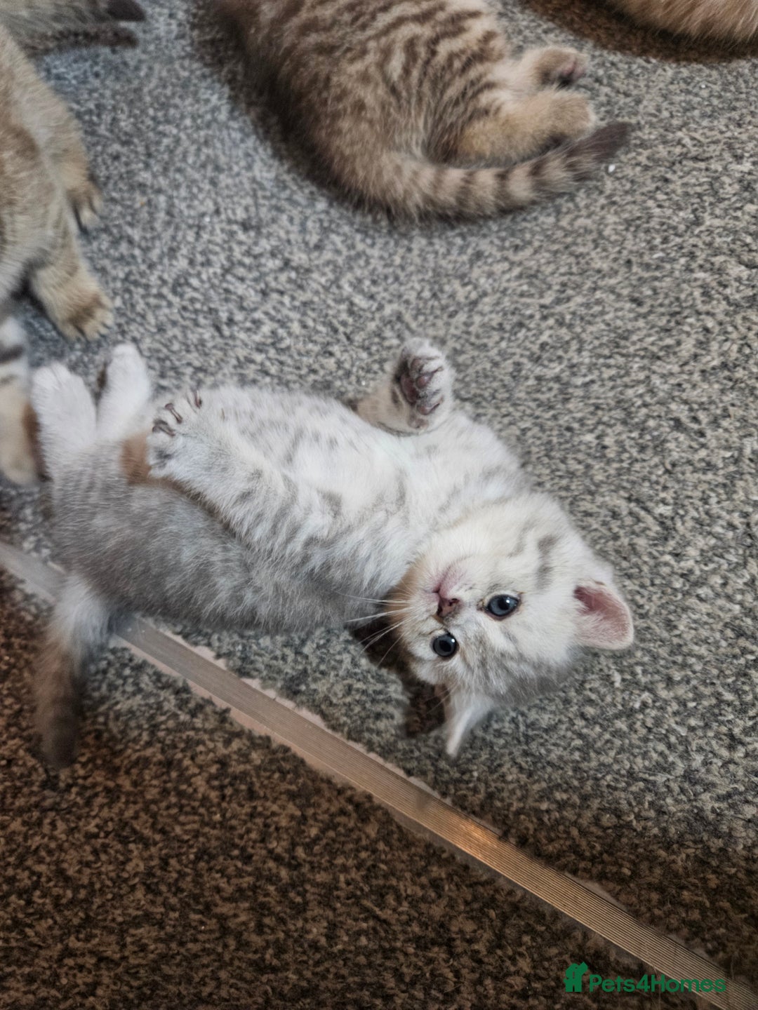 British Shorthair cats for sale: British Shorthair kittens! MALE BACK AVAILABLE!  - Advert 17