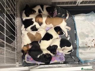 Jack Russell dogs Jack russel puppies - Advert 17