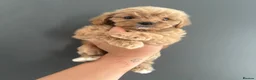 Cavapoo dogs for sale: Amazing F1B Cavapoos  - Advert 23
