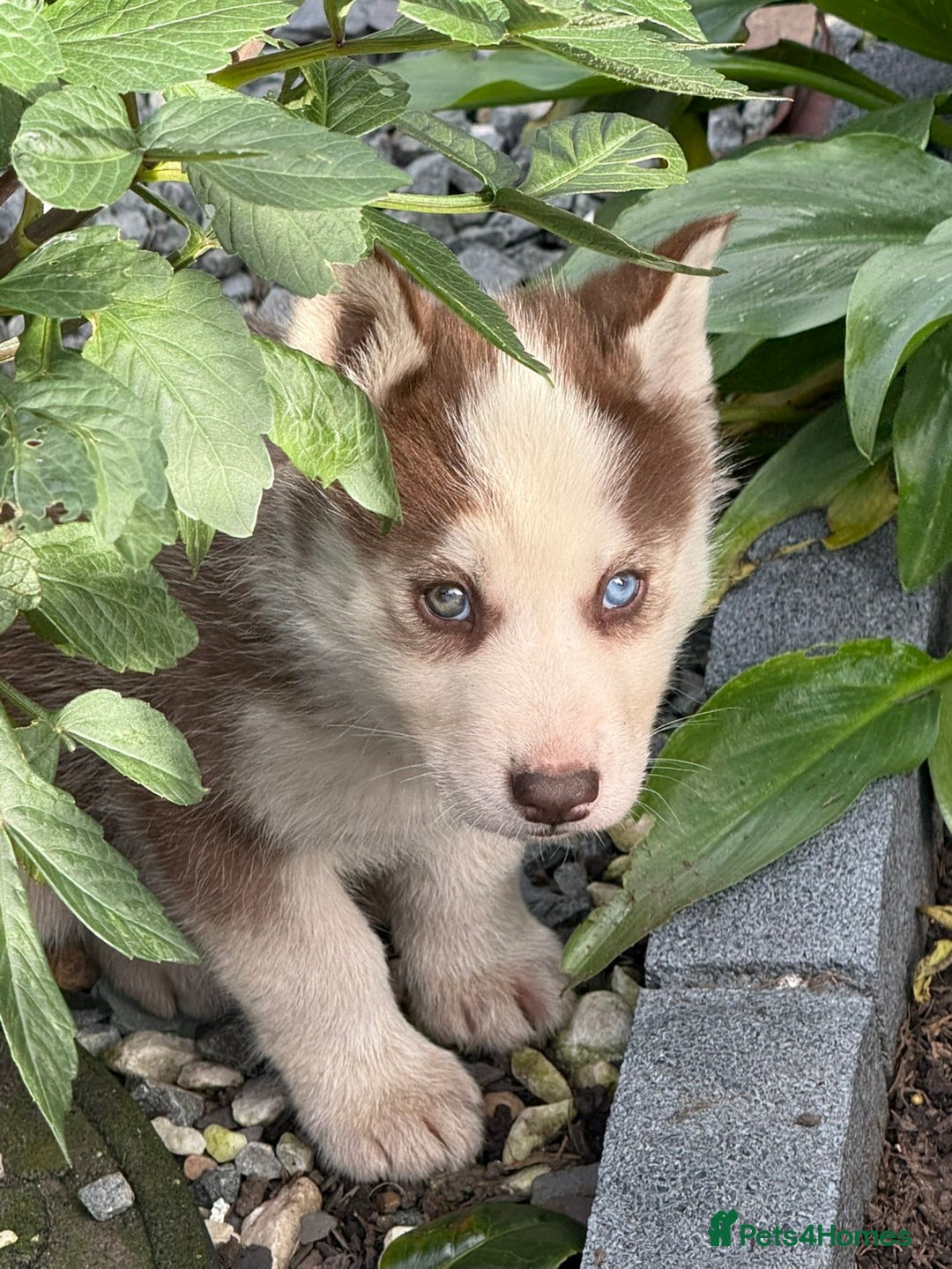 Siberian Husky dogs for sale: Husky puppy's  - Advert 11
