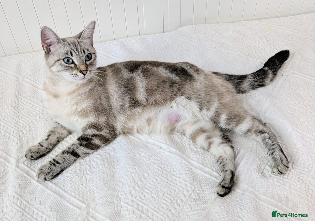 Bengal cats for sale: Beautiful Bengal x Mainecoon moggies - Image 24