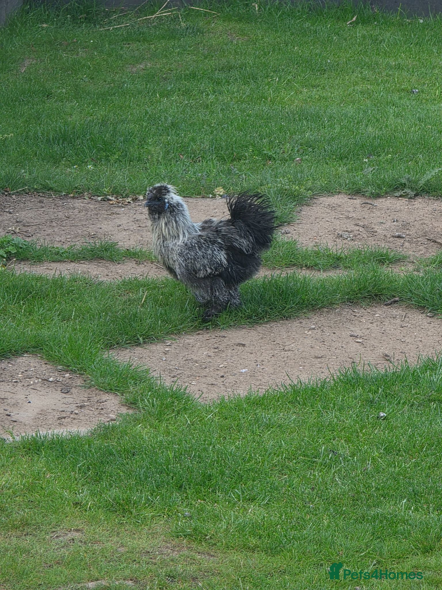 Chickens poultry Free silkie rooster  - Advert 1