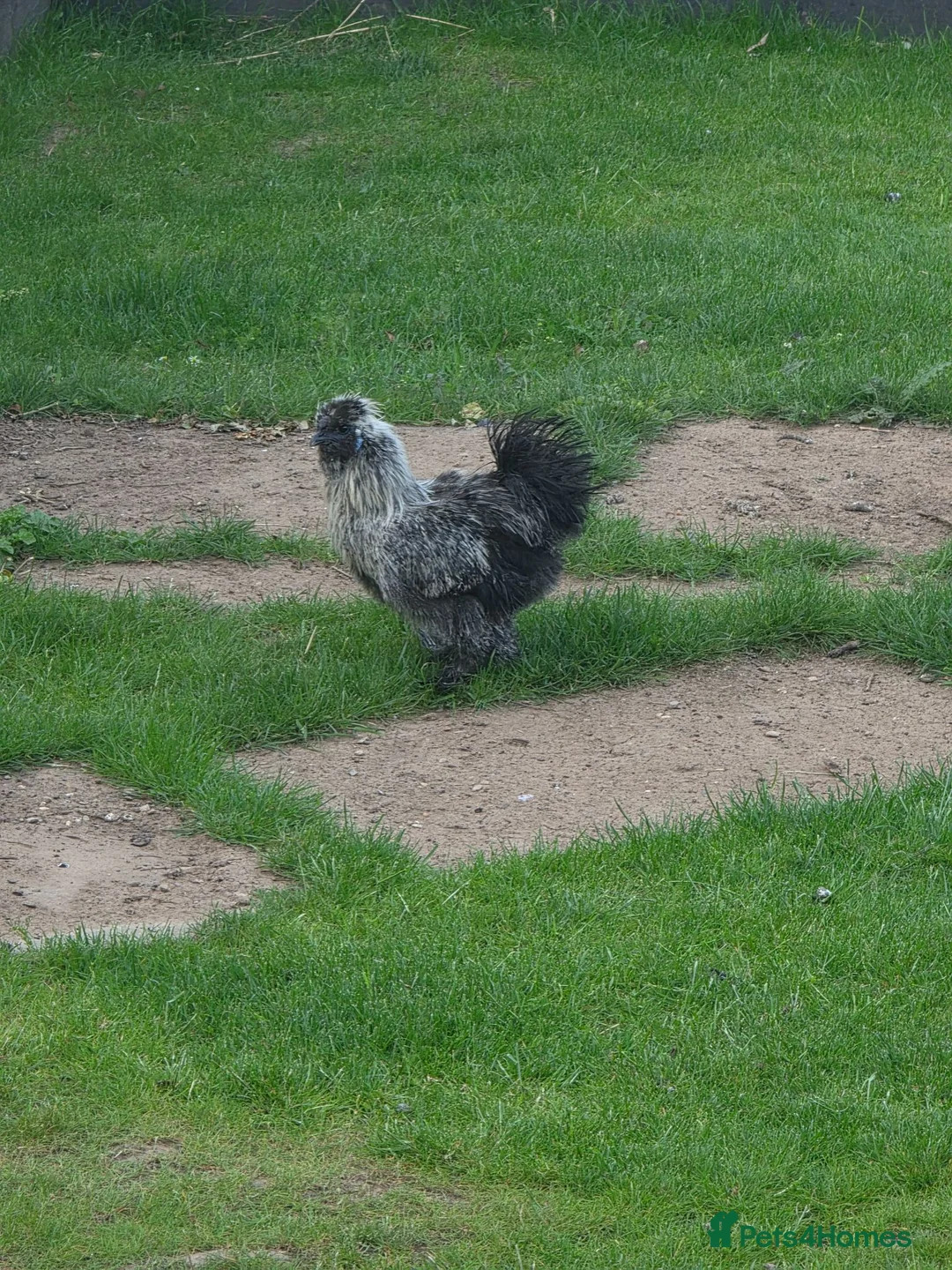 Chickens poultry for sale: Free silkie rooster  in Ilkeston - Advert 1