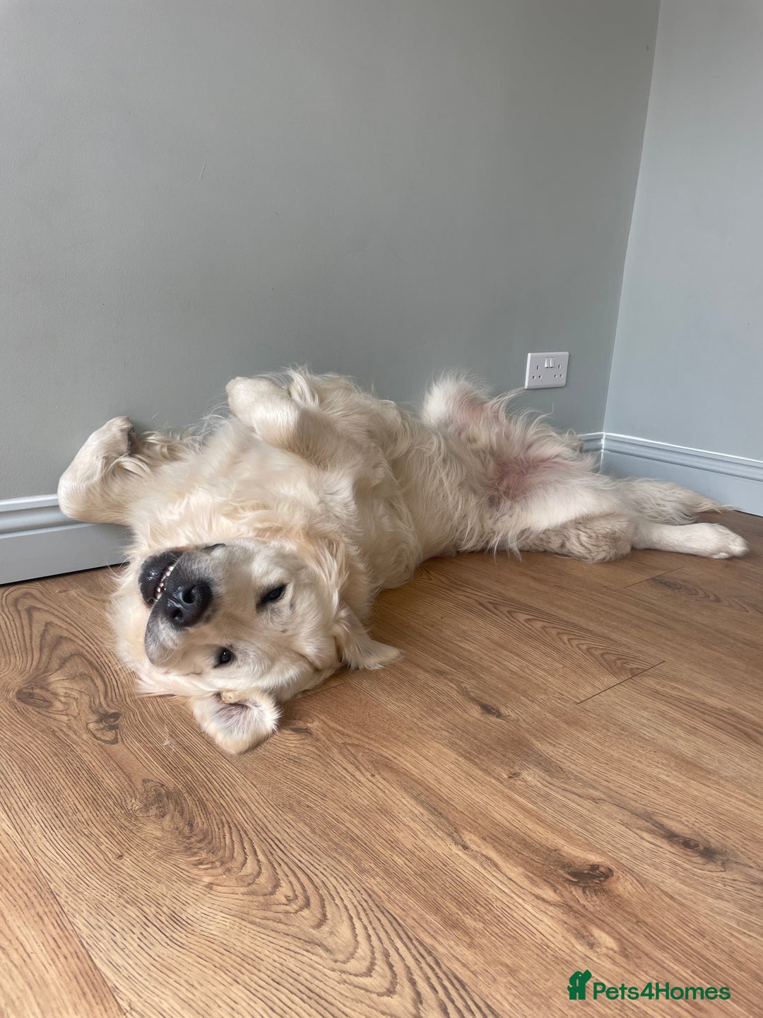 Golden Retriever dogs for stud: KC REGISTERED STUNNING STUD DOG in Beverley - Image 21