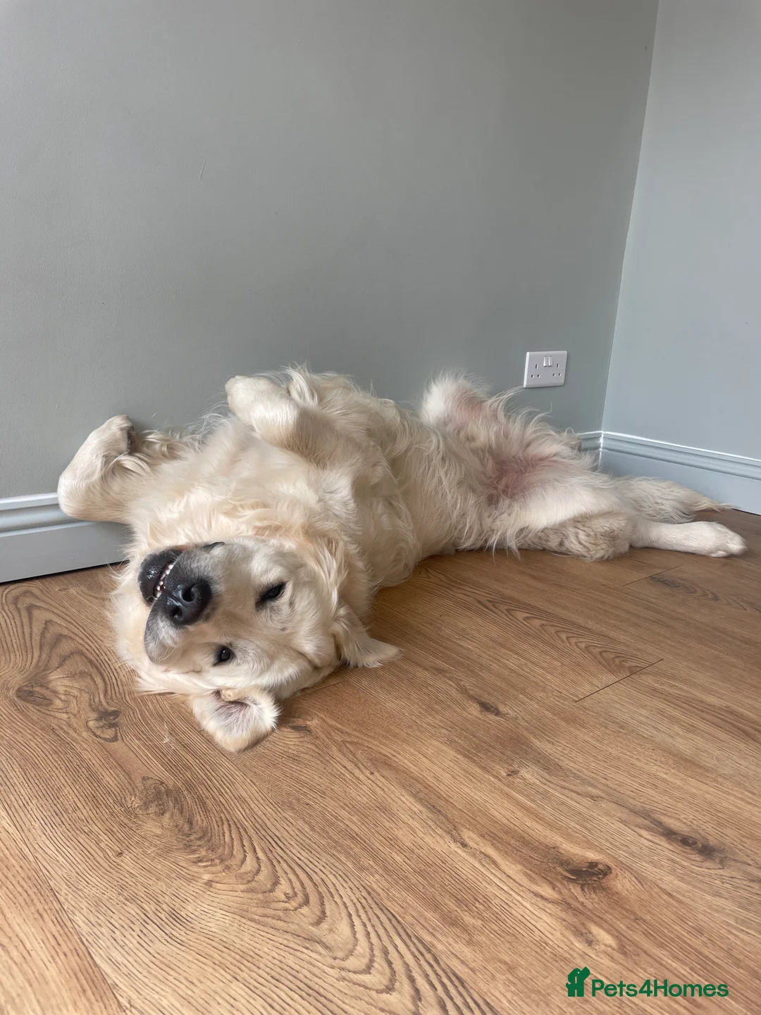 Golden Retriever dogs for stud: Cream Golden Retriever Stud in Beverley - Advert 21