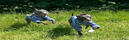 Italian Greyhound dogs for sale: Loving Home Needed for The Best Italian Greyhound  - Advert 6