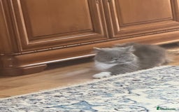 Persian cats for sale: Himalayan Persians - Image 26