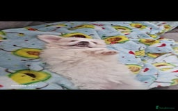 Pomeranian dogs for stud: Bishon maltese  - Image 1