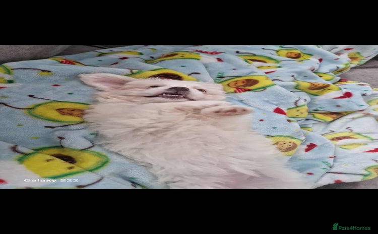 Pomeranian dogs - Advert 19