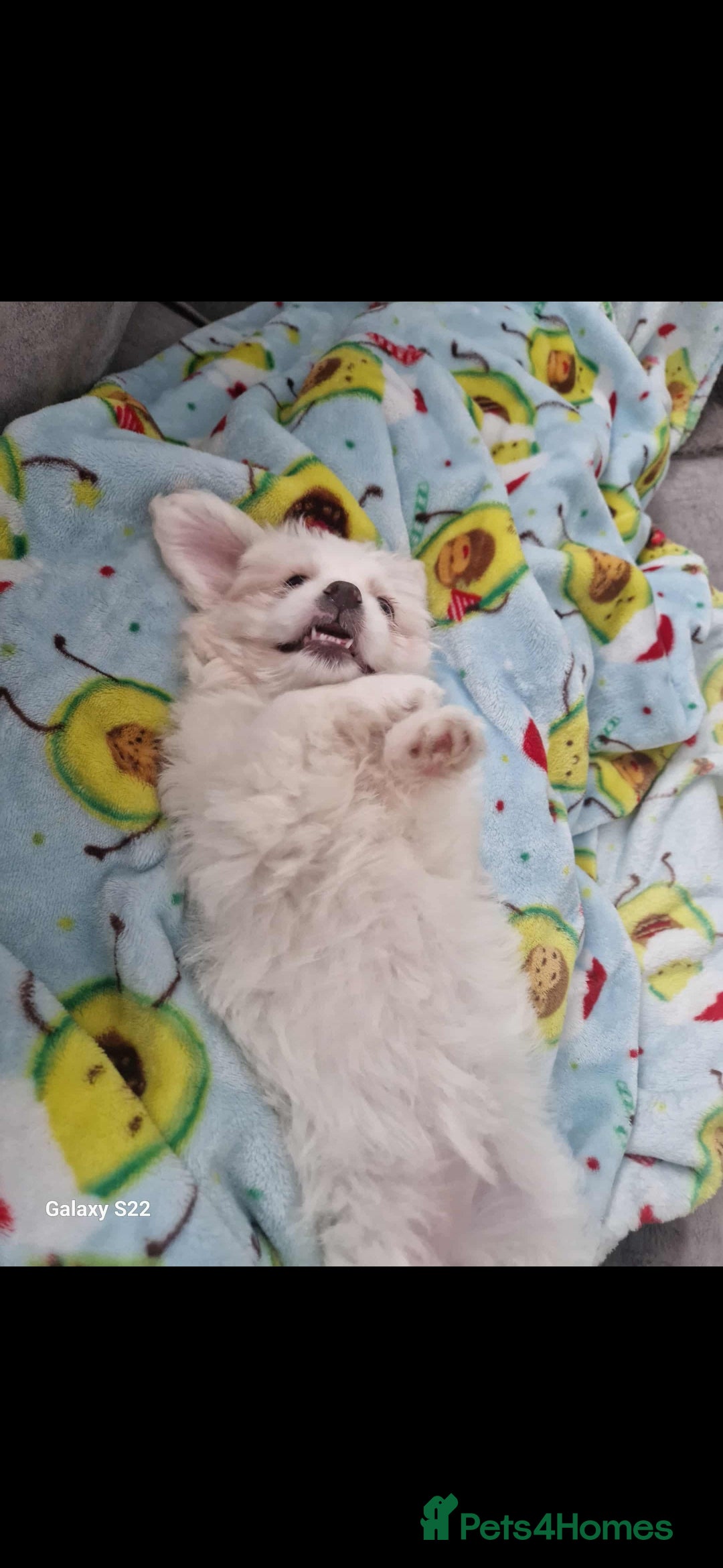 Pomeranian dogs for stud: Bishon maltese  - Image 1