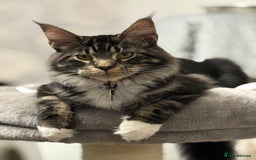 Maine Coon cats for sale: Stunning mainecoon kittens for sale.  - Image 5