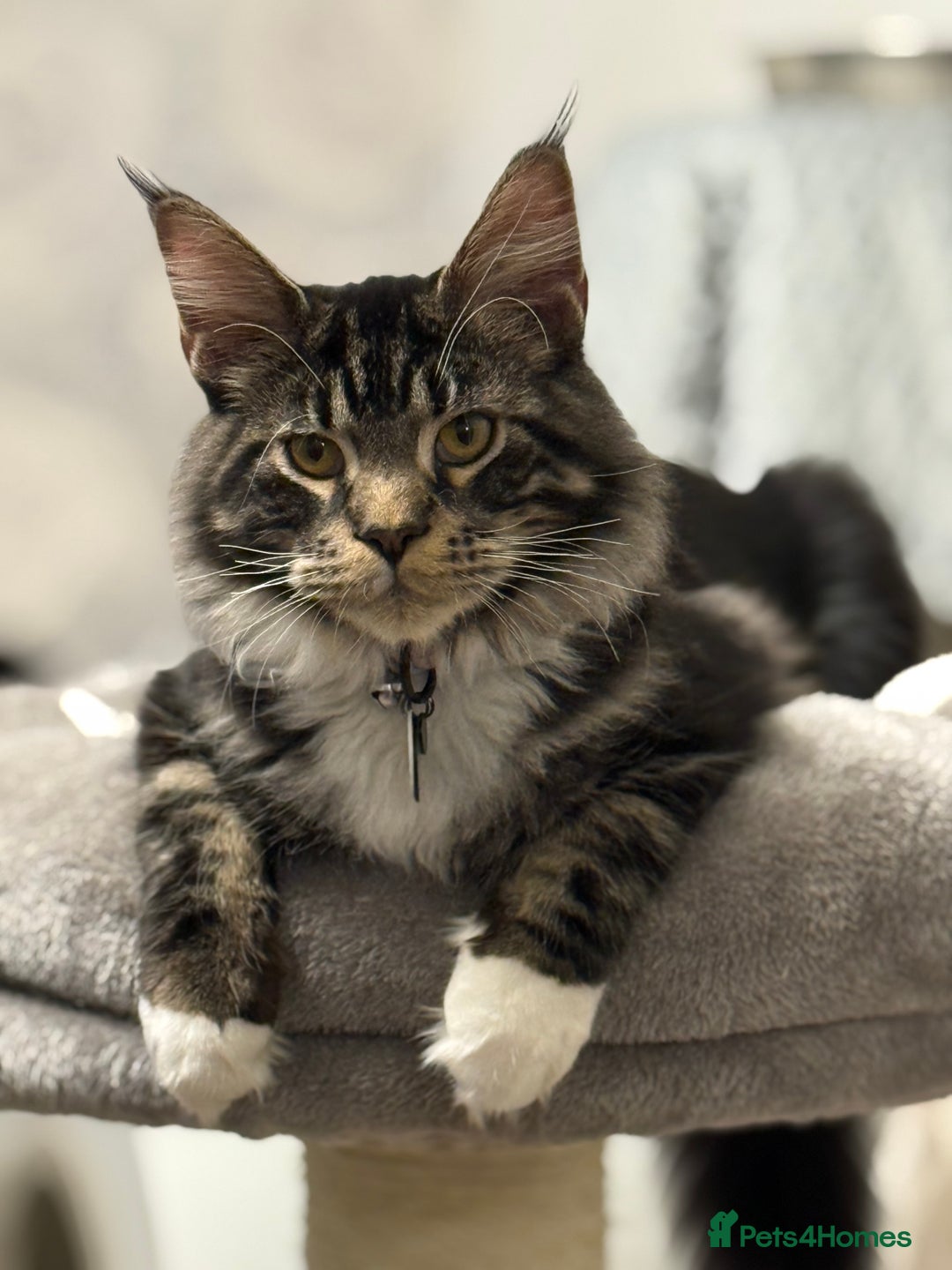 Maine Coon cats for sale: Stunning mainecoon kittens for sale.  - Image 5