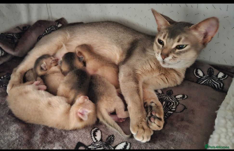 Abyssinian cats Abyssinian  - Advert 5